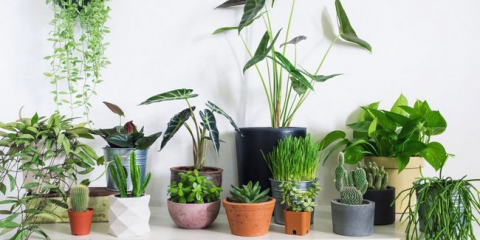 Lunární kalendář pro vnitřní rostliny a barvy pro duben 2022: příznivé dny a termíny pro květinu